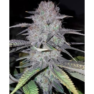 WEDDING CAKE Feminized Cannabis Seeds