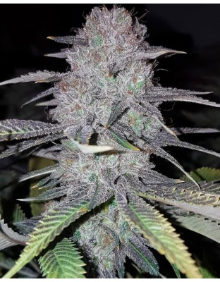 WEDDING CAKE Feminized Cannabis Seeds