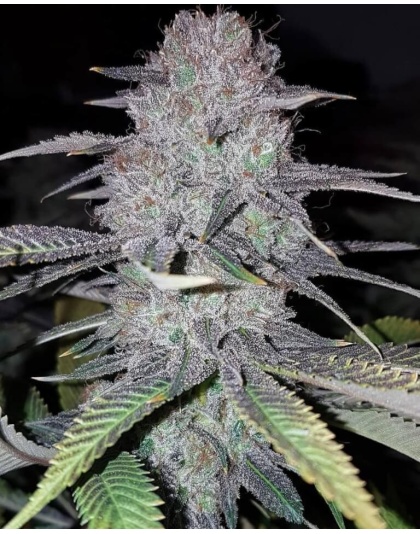 WEDDING CAKE Feminized Cannabis Seeds