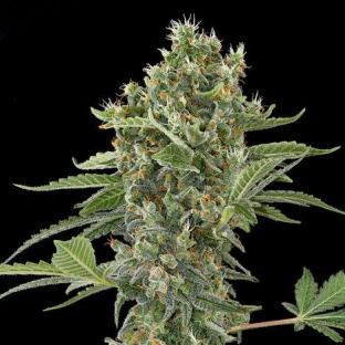 Moby Dick Cannabis Seeds Feminized