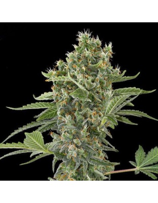 Moby Dick Cannabis Seeds Feminized