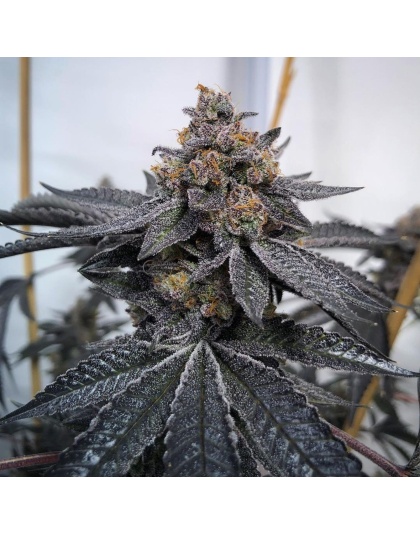 do si do Feminized Cannabis Seeds