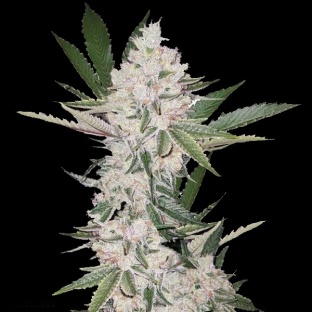 Strawberry Cough Cannabis Seeds Feminized