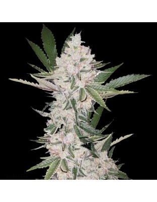 Strawberry Cough Cannabis Seeds Feminized