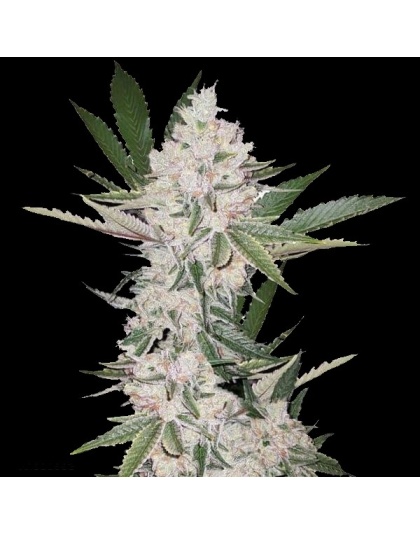 Strawberry Cough Cannabis Seeds Feminized