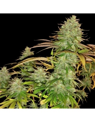 Pure Power Plant cannabis seeds