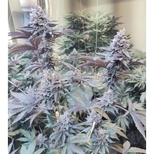 Roji OGS Cannabis Seeds Feminized