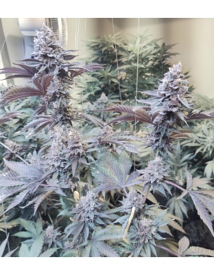Roji OGS Cannabis Seeds Feminized