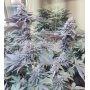 Roji OGS Cannabis Seeds Feminized