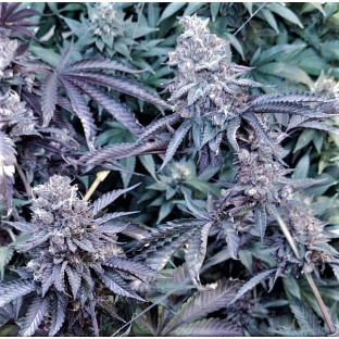 Strawberry Purp Feminized Cannabis Seeds	