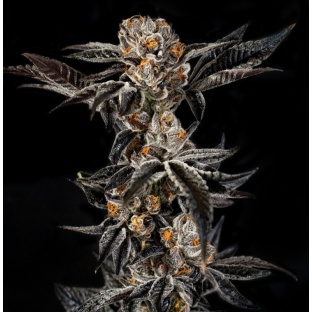Gelato 33 Cannabis Seeds Feminized