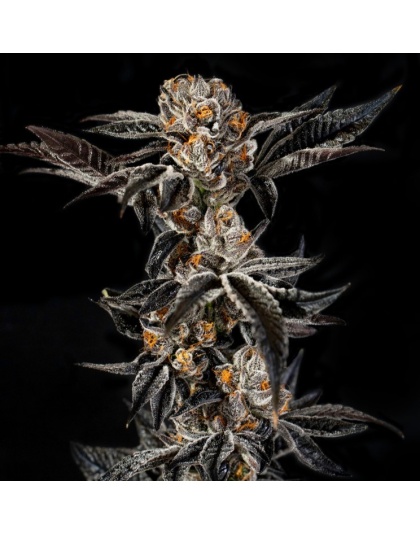 Gelato 33 Cannabis Seeds Feminized