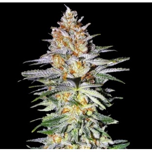 Ghost Train Haze Cannabis Seeds Feminized