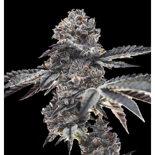 Ice Cream Cake Cannabis Feminized Seeds