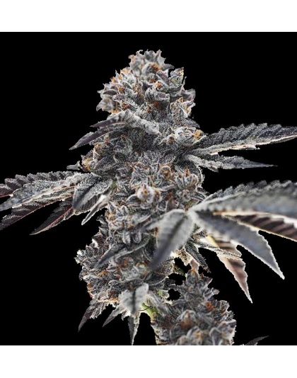 Ice Cream Cake Cannabis Feminized Seeds