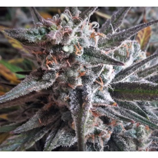 Auto Lambs Breath Cannabis