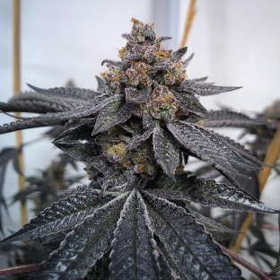 Auto do-si-dos cannabis seeds 