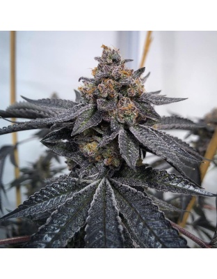 Auto do-si-dos cannabis seeds 