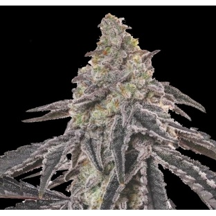 Mac One Feminized Cannabis Seeds