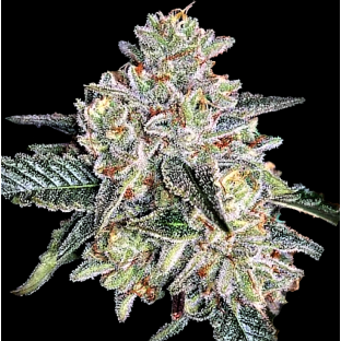 AUTO Zkittlez Feminized Cannabis Seeds