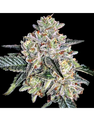 AUTO Zkittlez Feminized Cannabis Seeds