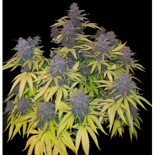 Black Bud Cannabis Seeds Feminized