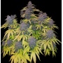 Black Bud Cannabis Seeds Feminized