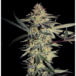 SFV OG Kush Cannabis Seeds Feminized