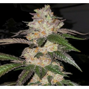 animal cookies cannabis seeds