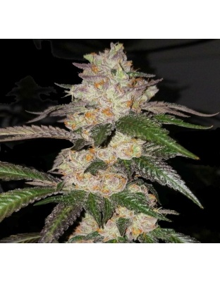 animal cookies cannabis seeds