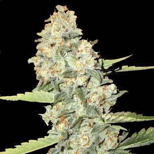 jedi kush cannabis seeds