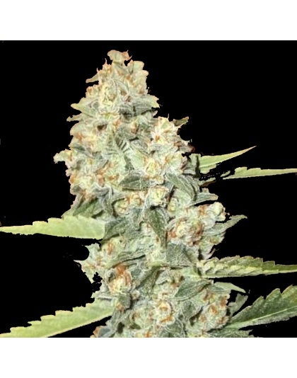 jedi kush cannabis seeds