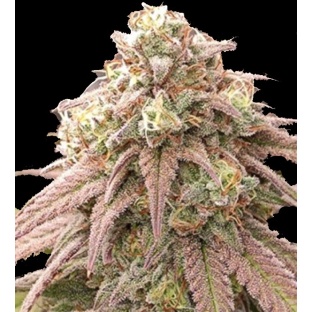 Skywalker Cannabis Seeds Feminized