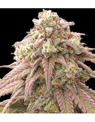 Skywalker Cannabis Seeds Feminized
