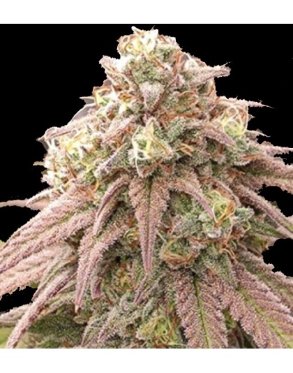 Skywalker Cannabis Seeds Feminized