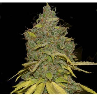 badazz cheese cannabis seeds