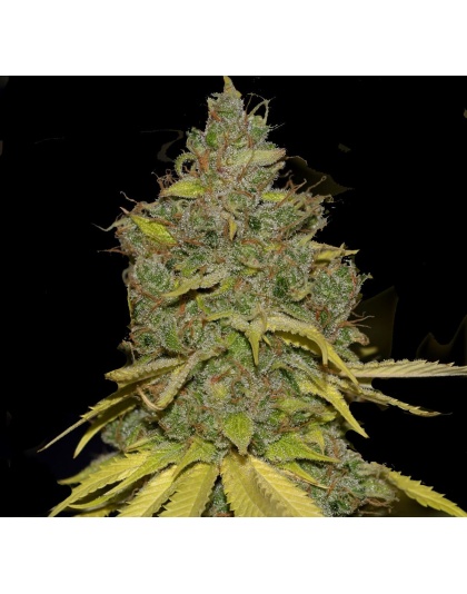 badazz cheese cannabis seeds