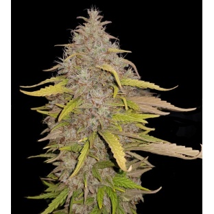 Cream Caramel Cannabis Seeds Feminized