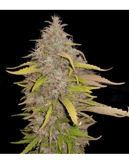 Cream Caramel Cannabis Seeds Feminized
