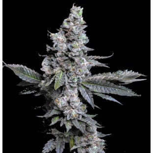 Donny Burger Cannabis Seeds Feminized