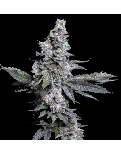 Donny Burger Cannabis Seeds Feminized