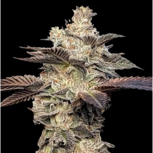 Gelato Ice Cream Cannabis Seeds Feminized