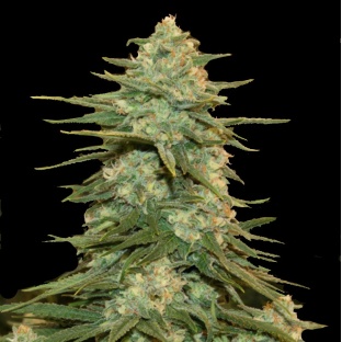 Fat Crack Cannabis Seeds Feminized