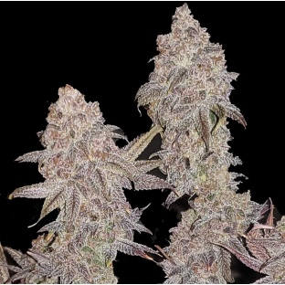 Forbidden Fruit Cake Cannabis Seeds Feminized	