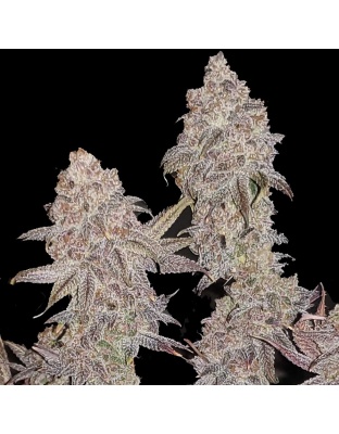 Forbidden Fruit Cake Cannabis Seeds Feminized	