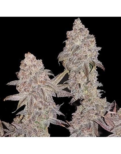 Forbidden Fruit Cake Cannabis Seeds Feminized	