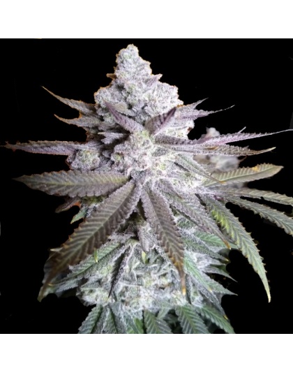 grease monkey Cannabis Seeds Feminized