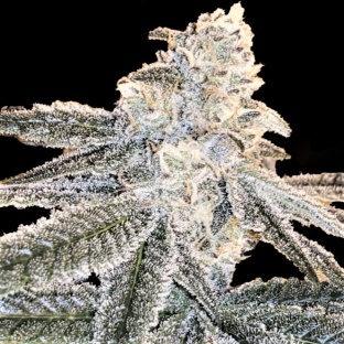 White Truffle Feminized Cannabis Seeds (5 Pack)