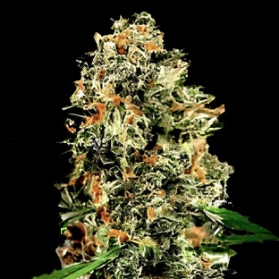 Mango Kush Cannabis Seeds Feminized