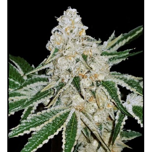 Purple Cake Feminized Cannabis Seeds	